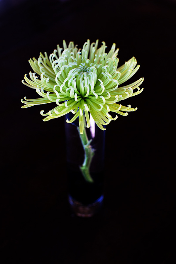 interesting flower in vase - photo by Southern California wedding photographers Callaway Gable